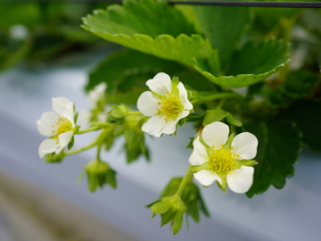 株式会社Japan Fruits-6