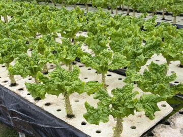 有限会社宮内農園-4