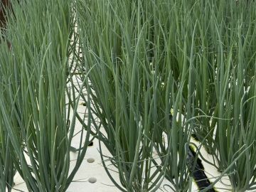 有限会社宮内農園-5