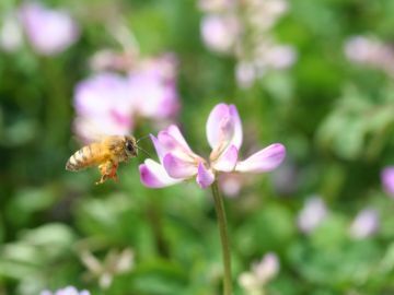 株式会社長坂養蜂場-4