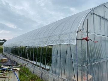 御牧ひまわり農園-5