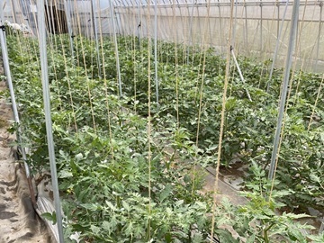 御牧ひまわり農園-3