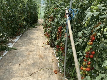 御牧ひまわり農園-2