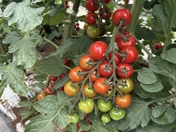 御牧ひまわり農園-top