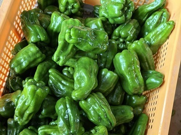 御牧ひまわり農園-1