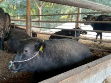 齊藤ファーム-2