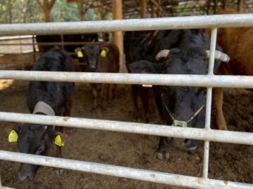 齊藤ファーム-3