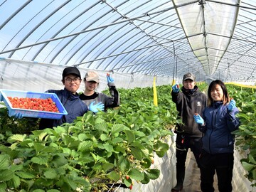 鳥取県北栄町 地域おこし協力隊募集【イチゴ栽培を通した農業振興】-6