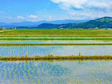 鳥取県北栄町 地域おこし協力隊募集【イチゴ栽培を通した農業振興】-8