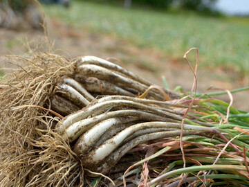 鳥取県北栄町 地域おこし協力隊募集【イチゴ栽培を通した農業振興】-5