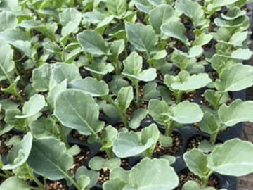 合同会社いなだ農場-5