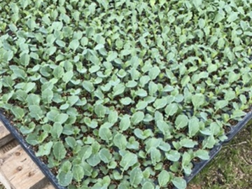 合同会社いなだ農場-6