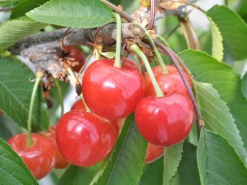 窪田農園(山梨)-top