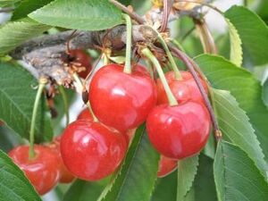 窪田農園(山梨)-top