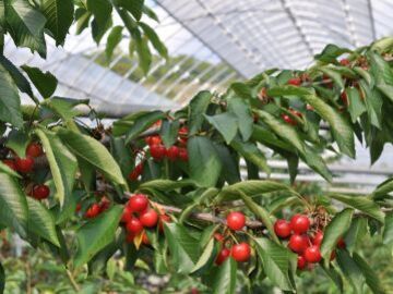 窪田農園(山梨)-2