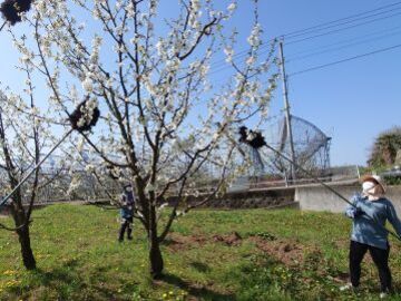 窪田農園(山梨)-5