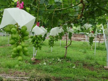 窪田農園(山梨)-3