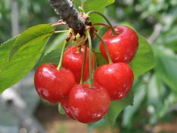 窪田農園(山梨)-6