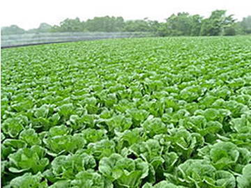 一場良一農園-2