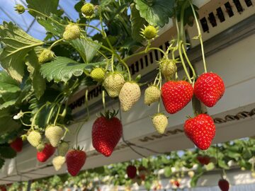 株式会社ファーマ村いちご農園(株式会社ファーマインド完全子会社)【茨城県:事務】-1