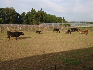 齊藤ファーム-4