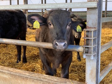 株式会社上田牧場-5