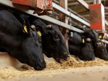 株式会社岸上牧場-2