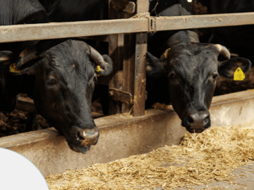 株式会社岸上牧場-6