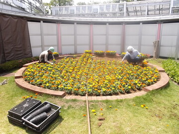 松村園芸株式会社-6