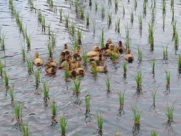 559ファーム合同会社-3