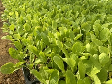 株式会社ドリームフィールド-2