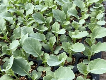 北海道千歳市×露地野菜/法人【43425】-6