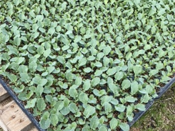 北海道千歳市×露地野菜/法人【43425】-5