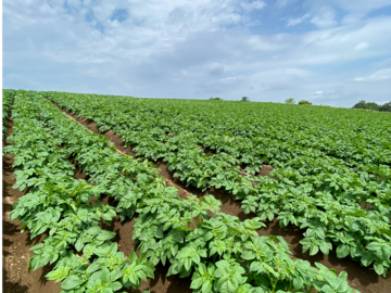 北海道千歳市×露地野菜/法人【43425】-top