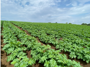 北海道千歳市×露地野菜/法人【43425】-top