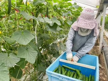 みわこ農園(高知市)-6