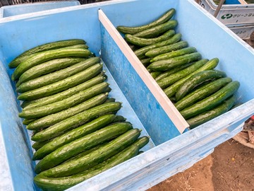 みわこ農園(高知市)-2