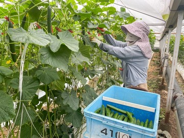 みわこ農園(高知市)-3
