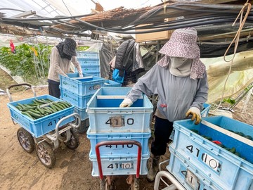 みわこ農園(高知市)-4
