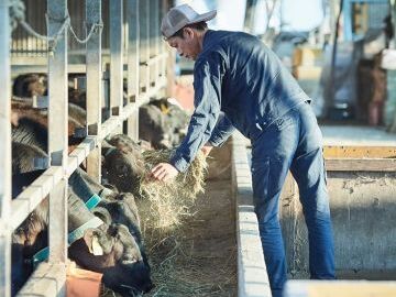 有限会社佐賀セントラル牧場 -top