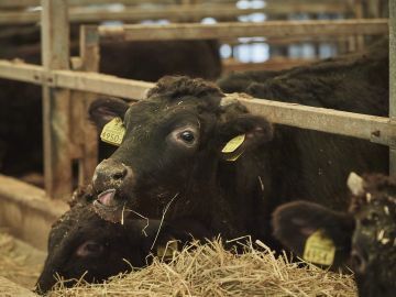 有限会社佐賀セントラル牧場 -2