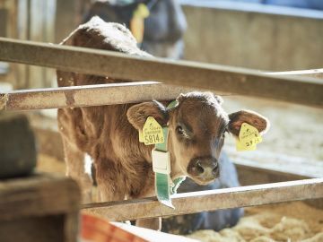 有限会社佐賀セントラル牧場 -8