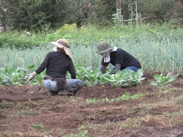 株式会社むかし野菜の邑-4