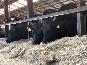 有限会社松山牧場-top