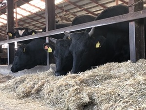 有限会社松山牧場-top