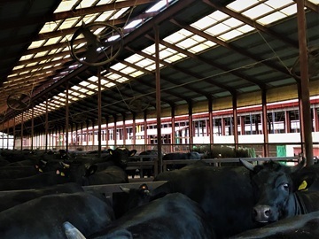 有限会社松山牧場-4