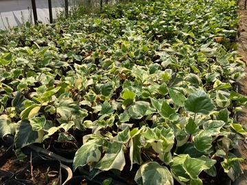 ケンズグリーン株式会社-1