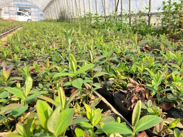 ケンズグリーン株式会社-6