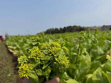 株式会社樫村ふぁーむ-3