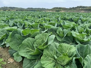 愛知県豊橋市×野菜/法人【43445】-1